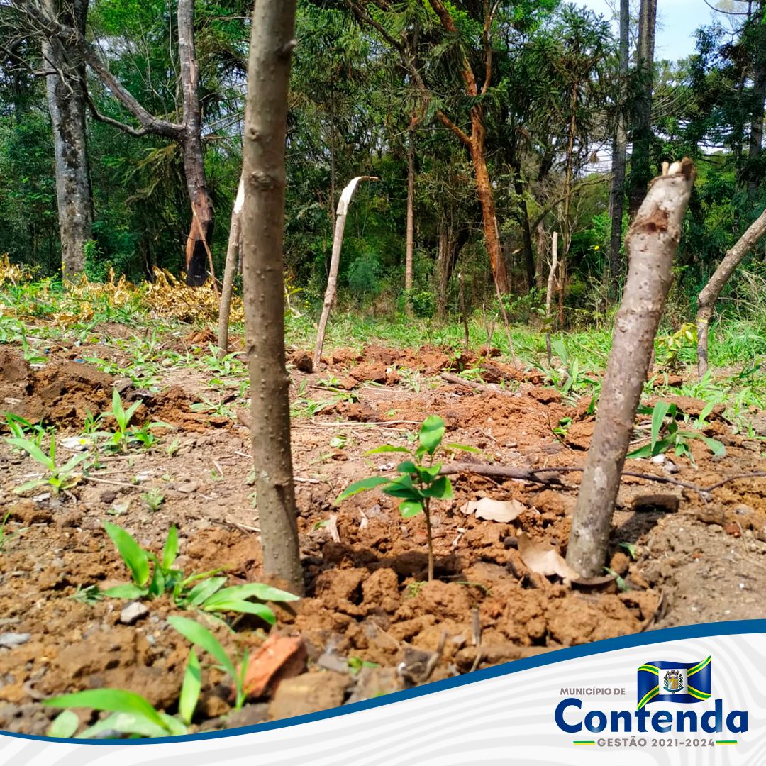 Plantio Simbólico em comemoração ao Dia da Árvore. 