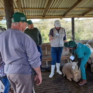 curso-ovinocultura-5