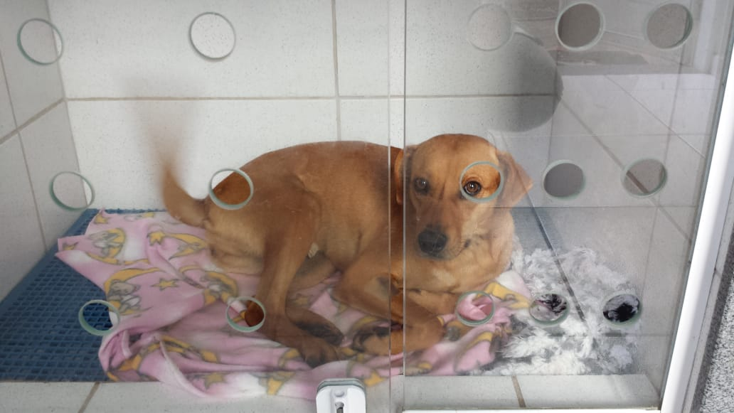 PROGRAMA DE CASTRAÇÃO DE CÃES