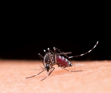 Contenda registra o primeiro caso de dengue