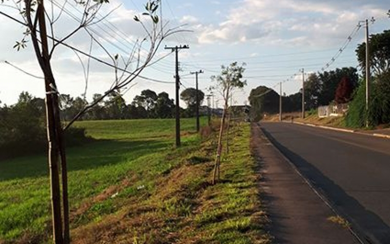 Contenda amplia arborização urbana